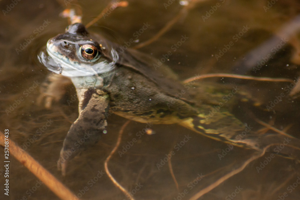 starker Frosch lauert im Teichwasser auf seine Beute und wärmt sich dabei in der Sonne starker Frosch lauert im Teichwasser auf seine Beute und wärmt sich dabei in der Sonne