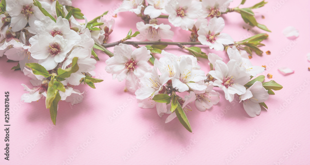 Fototapeta premium Almond blossoms bouquet on pink background, closeup