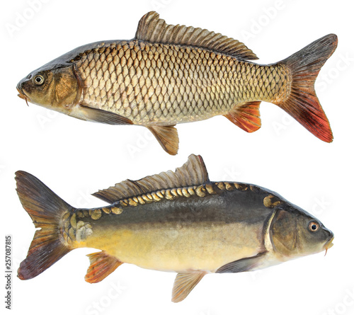 Fish carp. Isolated fish with and without scales