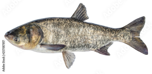 Fish silver carp. Side view bighead carp. Isolated Hypophthalmichthys photo