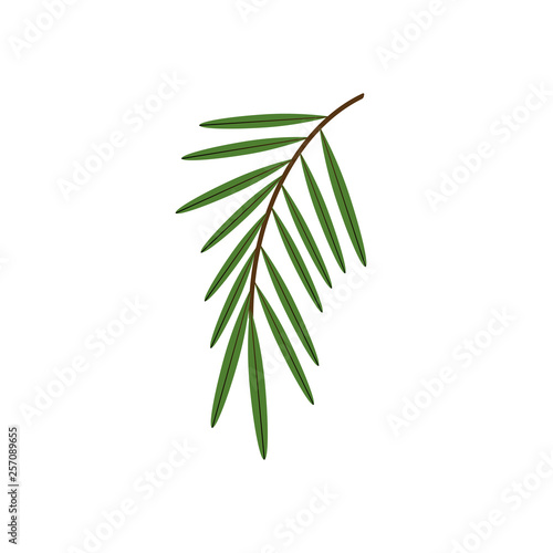  A branch of a palm tree. Vector illustration.