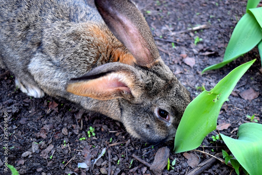 The Flemish Giant rabbit is a very large breed of domestic rabbit, and