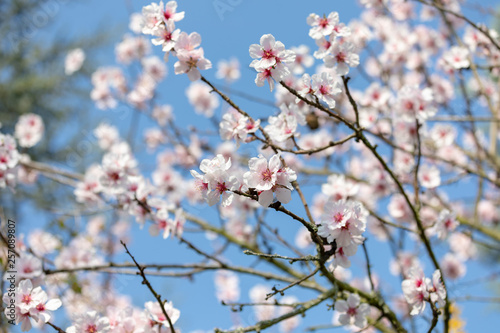 Beautiful White And Pink Japanese Cherry Blossom Trees In Full Bloom In The Sun With Blue Sky