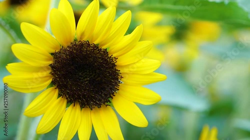 Slow motion of sunflower moving photo