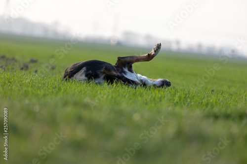 Beagle dog having fun on the lawn in summer