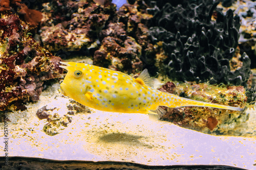 Yellow Lactoria cornuta closeup in the aquarium background. photo