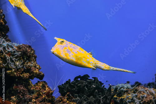 Yellow Lactoria cornuta closeup in the aquarium background. photo