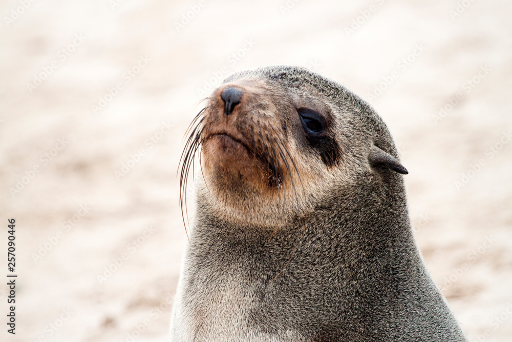 Naklejka premium Cape Fur Seal