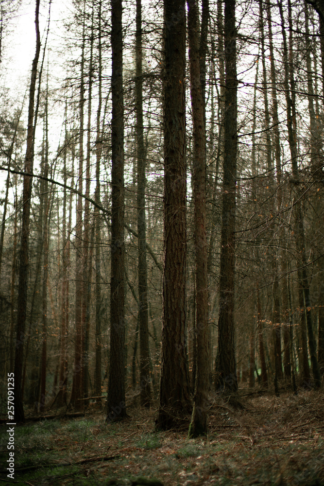 Autumn Forest Autumn Forest