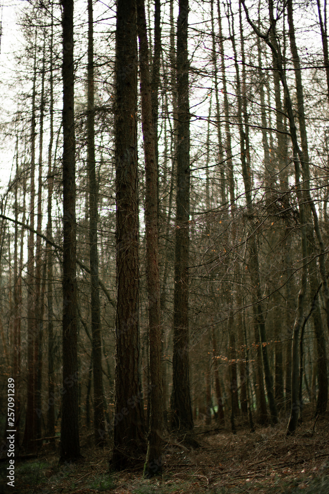 Autumn Forest Autumn Forest