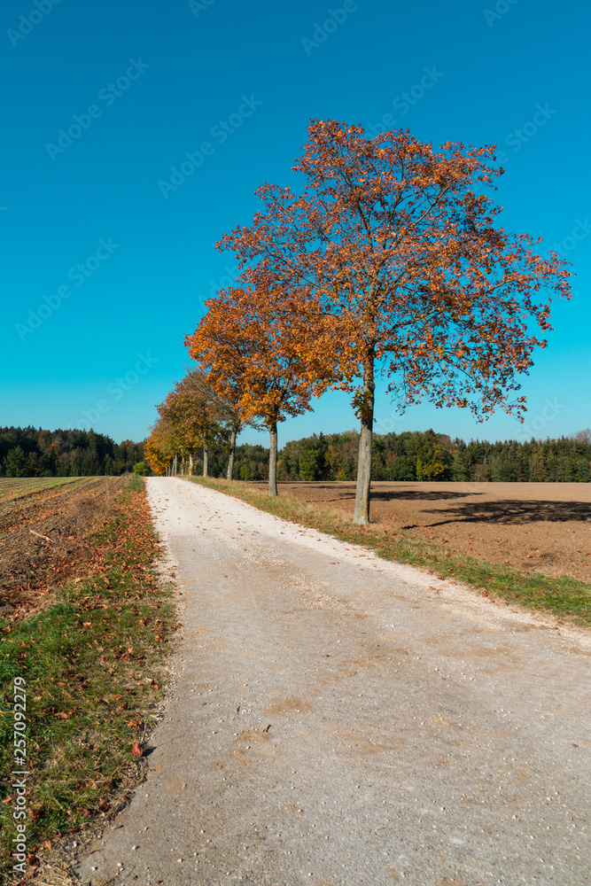 trees with orange leaves, cycle path, along tourist route Romantic Road, Buchdorf, Germany