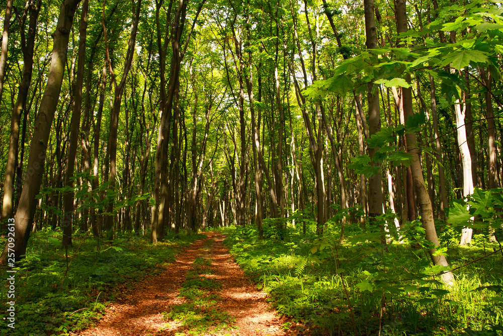 Forest footpath in green deciduous woods among the trees, freshness of nature Forest footpath in green deciduous woods among the trees, freshness of nature
