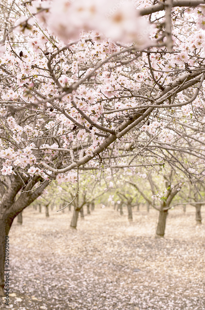 Blossom almond trees in spring orchard . Shallow depth of field Blossom almond trees in spring orchard . Shallow depth of field