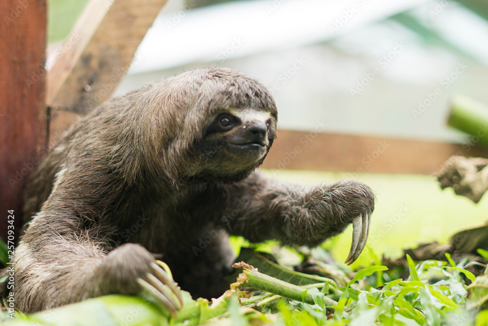 Sloth on the grass Sloth on the grass