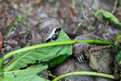 Fototapeta Naklejka Na Ścianę i Meble -  Sloth Eating a Leaf