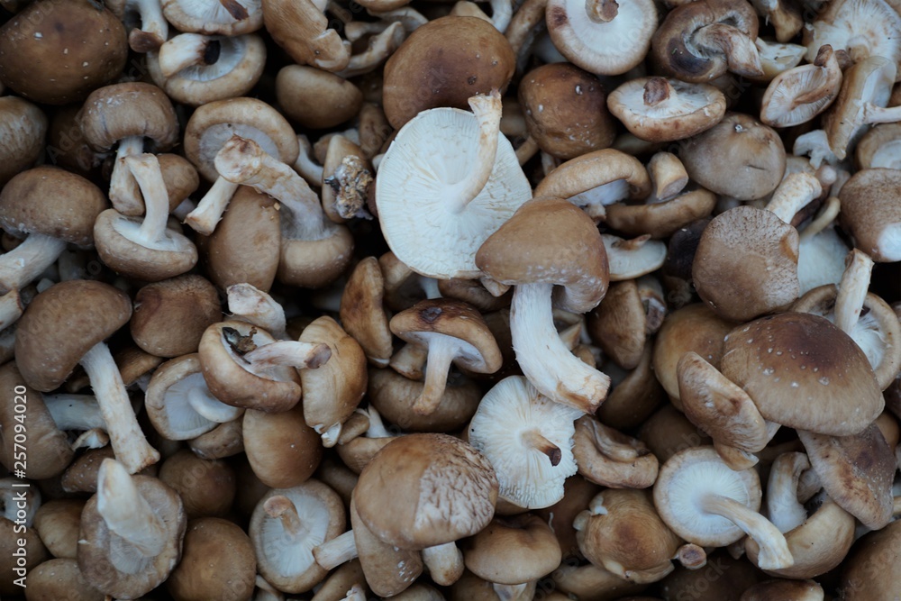 mushrooms close up mushrooms close up