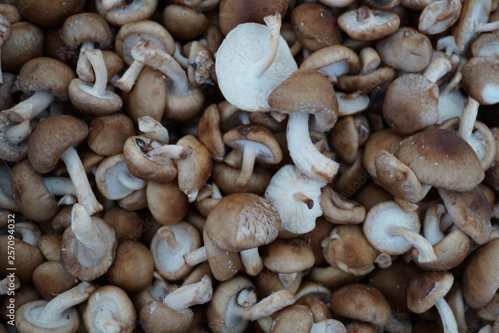 background of mushrooms background of mushrooms