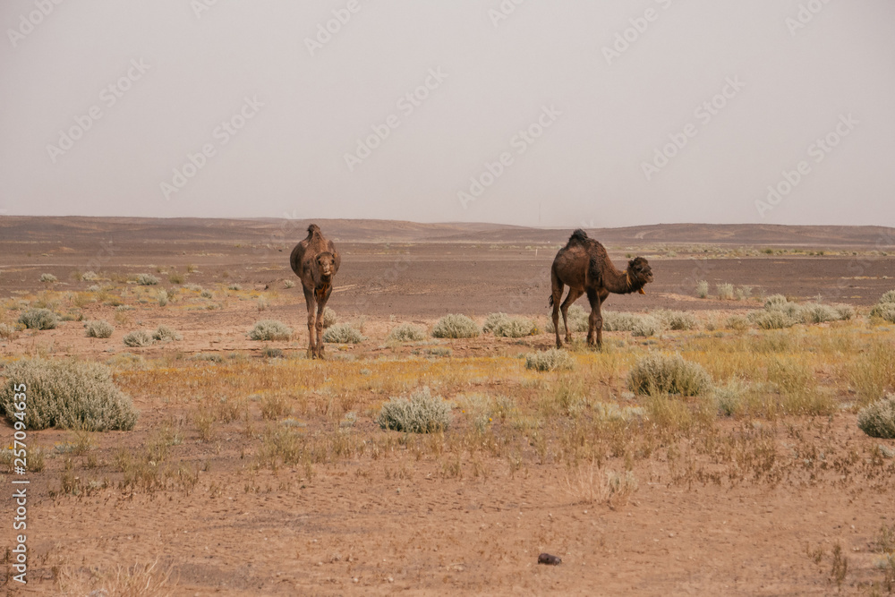Wild dromedans in the sandy landscape of Morocco. Wild dromedans in the sandy landscape of Morocco.
