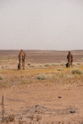 Wild dromedans in the sandy landscape of Morocco.