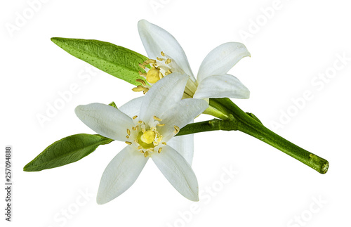 Fresh lemon flower isolated on white background with clipping path