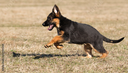 german shepherd puppy outdoors © Happy monkey