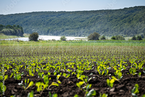 Green shoots of seedlings emerge from the soil overlooking the mountains and the blue sky in the countryside