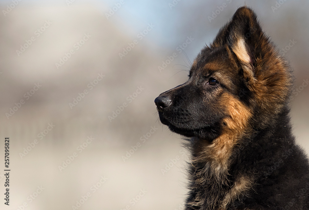 german shepherd puppy outdoors german shepherd puppy outdoors