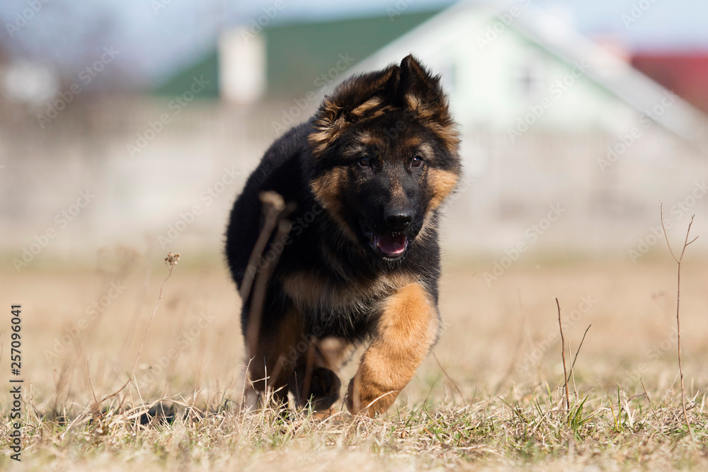 german shepherd puppy outdoors german shepherd puppy outdoors