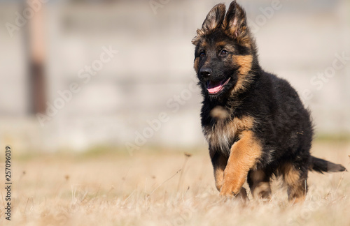 german shepherd puppy outdoors © Happy monkey