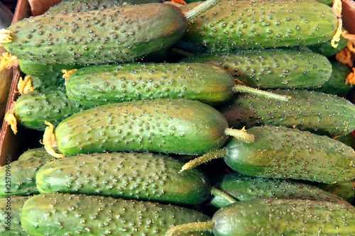 fresh cucumbers in a basket