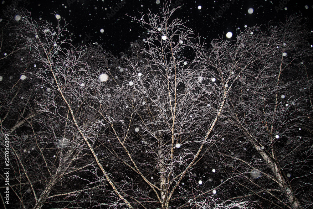 Winter tree's branches covered snow texture on black background. Snowfall, snowflakes Winter tree's branches covered snow texture on black background. Snowfall, snowflakes