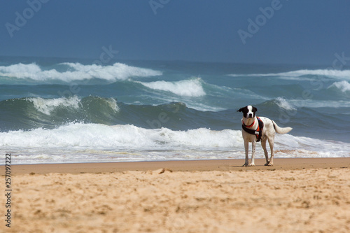 beach, sea, ocean, sand, water
