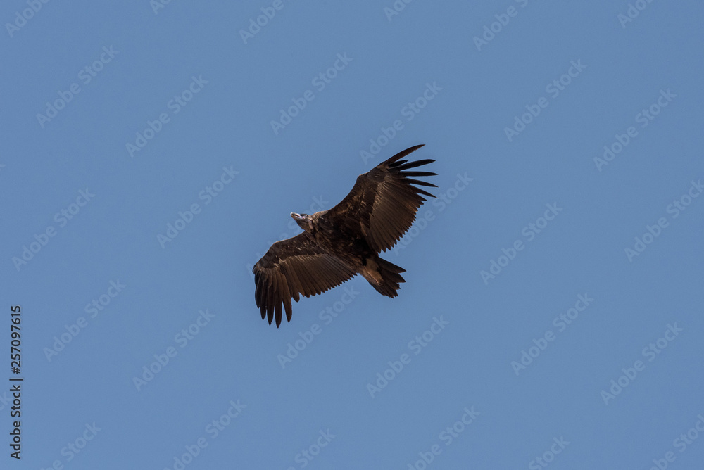 Cinereous vulture. The bird is flying and looking for prey. Chyornye Zemli (Black Lands) Nature Reserve, Kalmykia region, Russia.
