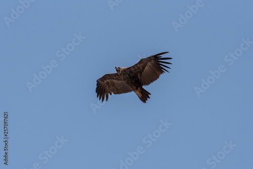 Cinereous vulture. The bird is flying and looking for prey. Chyornye Zemli  Black Lands  Nature Reserve  Kalmykia region  Russia.