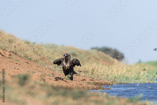 Cinereous vulture. The bird drinks water in the canal of the river, quenches thirst during a drought. Chyornye Zemli (Black Lands) Nature Reserve, Kalmykia region, Russia.