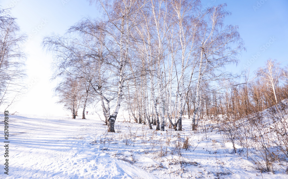 birch in winter birch in winter