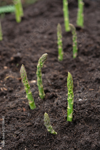 New harvest of green asparagus vegetable in spring season, green asparagus growing up from the ground on farm