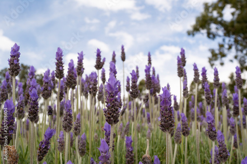 Lavender (Lavandula) from a Low Perspective