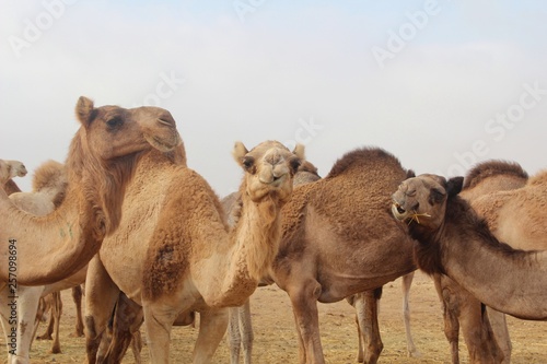 Hilarious Camel group