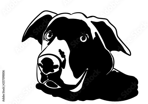 dog