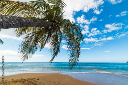 Fototapeta Naklejka Na Ścianę i Meble -  Palm tree over La Perle beach in Guadeloupe