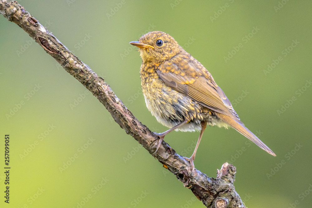 Juvenile Red Robin Juvenile Red Robin