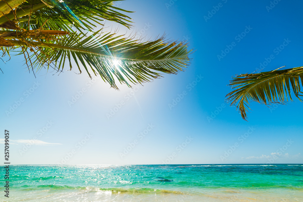 Palm trees over turquoise water in Guadeloupe shore