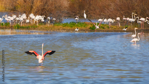 Flamingo flock in a national park in Catalonia of Spain (Aiguamolls de l Emporda) photo