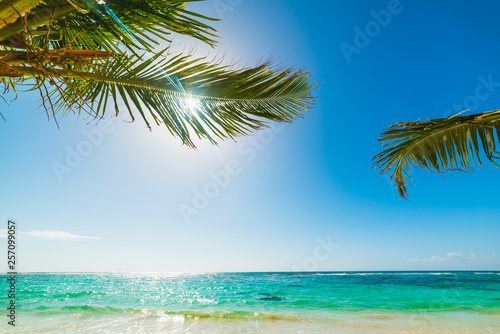 Palm trees over turquoise water in Guadeloupe shore
