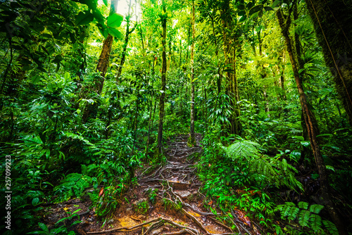 Roots and luxuriant vegetation in Basse Terre jungle in Guadeloupe photo