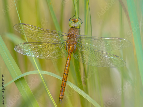 Green eyed hawker on  reed background