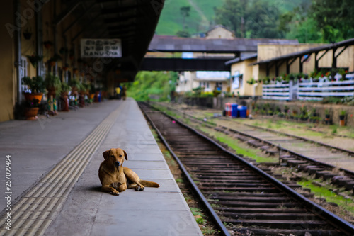 Train station Sri Lanka resting dog exotic travel 