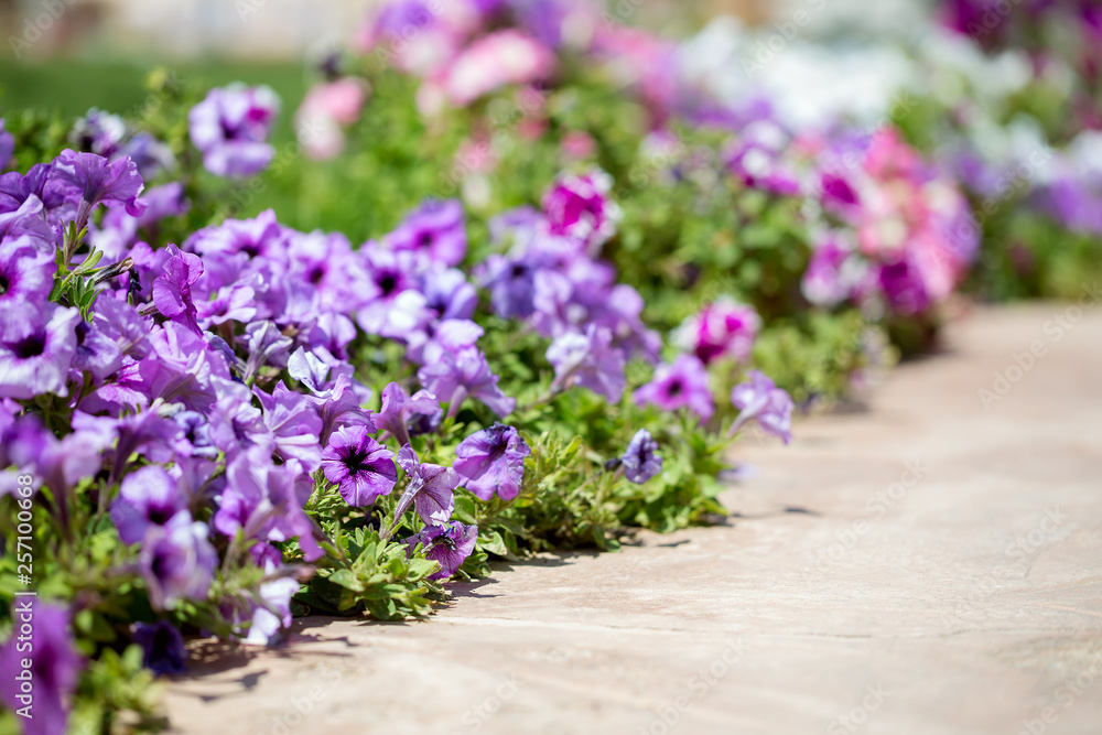 Obraz premium Purple and pink petunia flower bed along the way - colorful petunias floral background. Selective focus