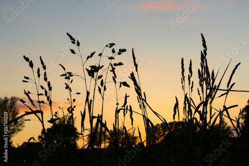 grass against sunset sky - summer sunset